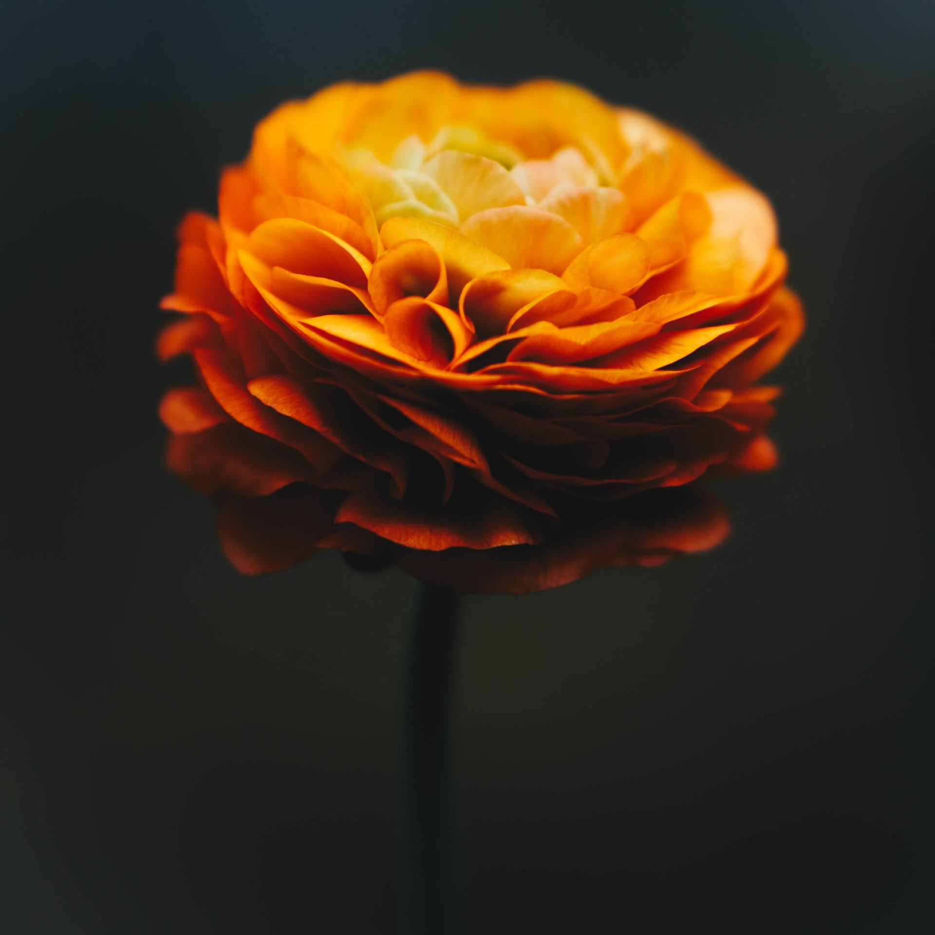 nathalie-leon-306365